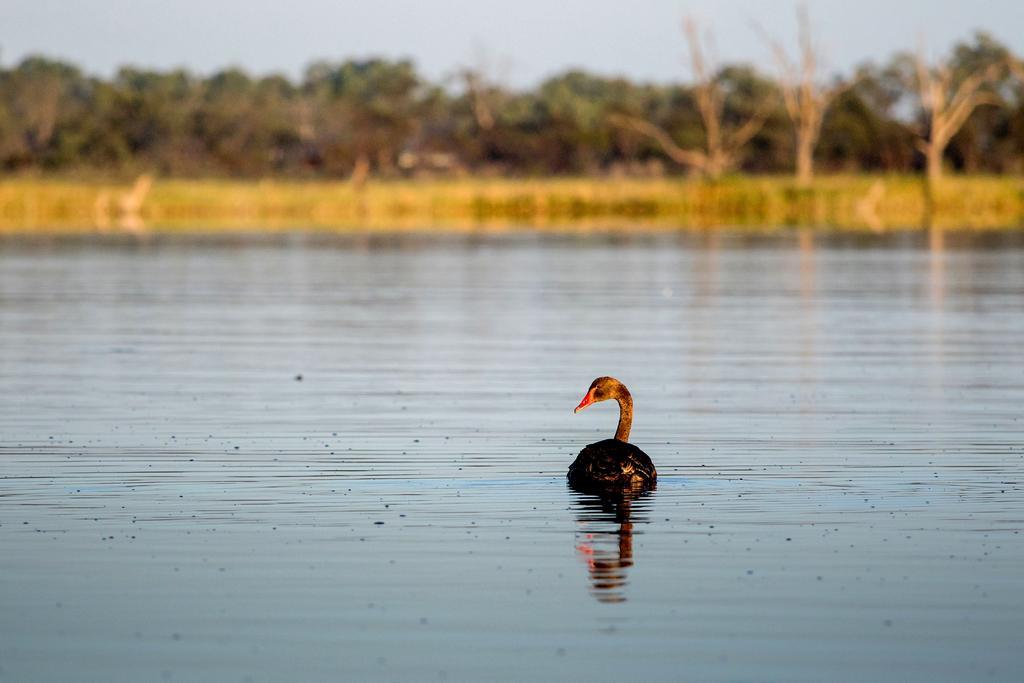 Barmera Discovery Parks - Lake Bonney מראה חיצוני תמונה